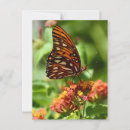 Search for black orange postcards Butterflies