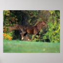 Search for rocky mountain horse Animal