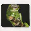 Search for madagascar mouse mats Animal