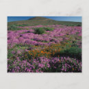 Search for wolf stamps postcards Scenic