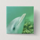 Search for bottlenose badges Stuart westmorland