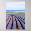 Search for lavendar posters Purple