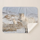 Search for icelandic horses blankets Danita delimont