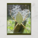 Search for arachnids vertical postcards Spider
