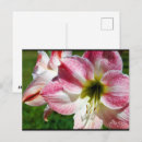 Search for belladonna postcards Lily