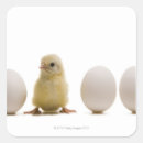 Search for baby chick stickers Chicken