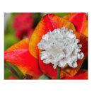 Search for orange tulip posters Garden