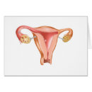 Search for gonad postcards Physiology