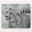 Search for profiling mouse mats Animal