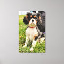 Search for cavalier king charles spaniel art Photography