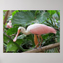 Search for roseate posters Wildlife