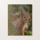 Search for red squirrel puzzles Tree