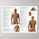 Search for acupuncture posters Holistic