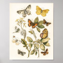 Search for kirbies posters Butterfly