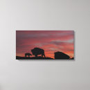 Search for bison canvas prints Buffalo