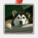Search for alaskan malamute christmas tree decorations Animals