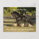Search for gypsy vanners postcards Gypsy vanner horse