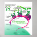 Search for rna posters Protein