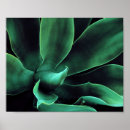 Search for agave posters Abstract