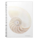 Search for nautilus shell Animal
