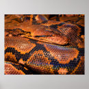 Search for herp posters Pet