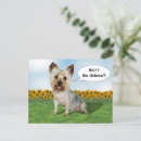 Search for yorky postcards Cute