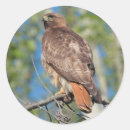 Search for red tails stickers Nature
