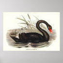Search for black swan posters Australia