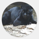 Search for black jaguars stickers Big cats