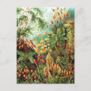Search for haeckel postcards Illustration