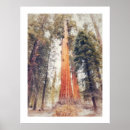 Search for sequoia posters Forest