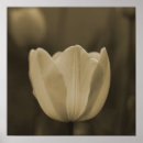 Search for single flower posters Sepia