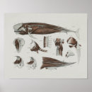 Search for marine biology posters Whales