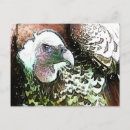 Search for prey postcards Birds
