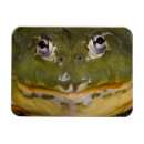 Search for bullfrog magnets Nature