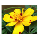 Search for edibles posters Flower