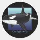 Search for orca gift wrap Marine biology