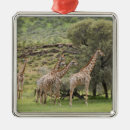 Search for south africa christmas tree decorations Wildlife