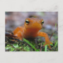 Search for newt postcards Amphibian