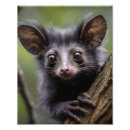 Search for endangered art Madagascar
