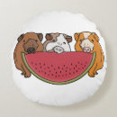 Search for guinea pig cushions Cute