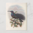 Search for bird of paradise postcards Birds