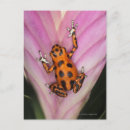 Search for day frog postcards Nature