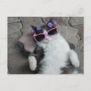 Search for diva postcards Humour