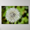 Search for dandelion art Bouquet