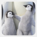 Search for emperor penguin stickers Cute animals