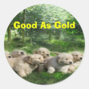 Search for golden puppy stickers Dogs