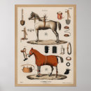 Search for riding horse posters Equestrian