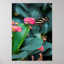 Search for beautiful butterflies posters Wings