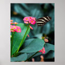 Search for beautiful butterflies posters Wings